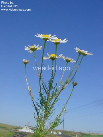 chamomile, scentless